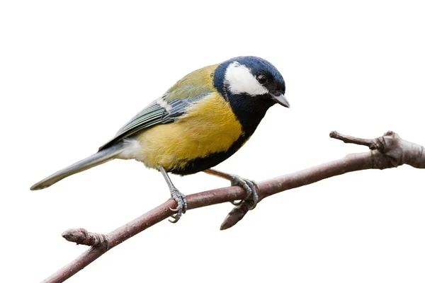Great tit sitting on a twig in garden isolated on white background. — 스톡 사진