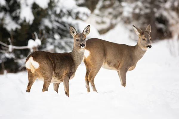 A pair of shy roe deer posing on the snowy cover of the forest meadow — ストック写真