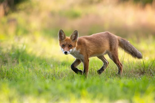 Playful red fox cub hunting on a green hay field in summer nature — 스톡 사진