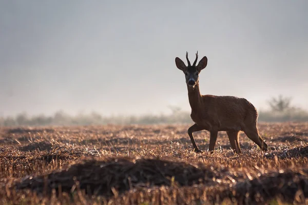 Roe jelen dolar chůze na zemědělském strništi v létě. — Stock fotografie