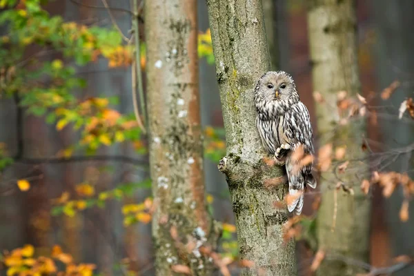 Cute ural owl sitting on tree and hiding behind leafs in autumnal forest — ストック写真