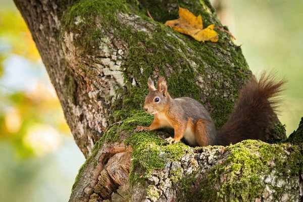 红松鼠躲在长满青苔的树干里，长满黄色的秋叶 — 图库照片