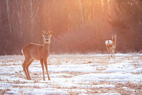 Dos corzos en un prado temprano en la mañana con los rayos del sol brillando — Foto de Stock