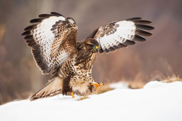 Ragadozómadár leszállt a havas réten, szélesre tárt szárnyakkal télen. — Stock Fotó