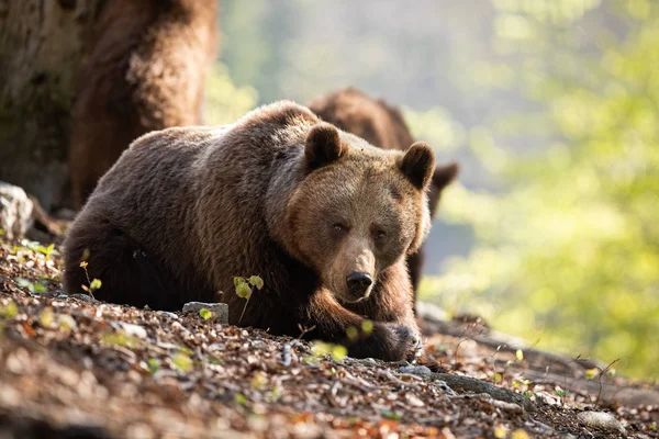 Загорелый взрослый бурый медведь лежит на лесных листьях — стоковое фото