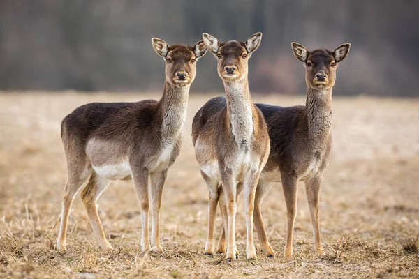 Tres ciervos en barbecho en un prado mirando atentamente — Foto de Stock