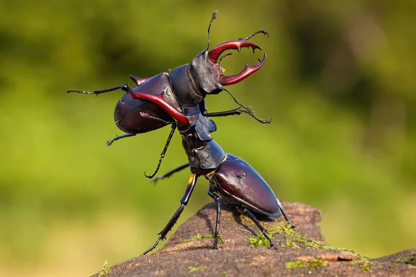 Two stag beetles contesting their power over territory — Stock Photo, Image