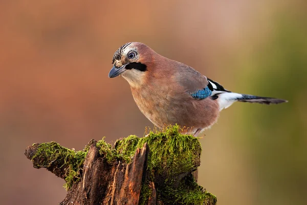 Eurasian jay, garrulus glandarius, looking and sitting on a trunk in nature — ストック写真