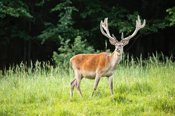 Side view of wild deer stag with antlers in summertime in spring forest — ストック写真