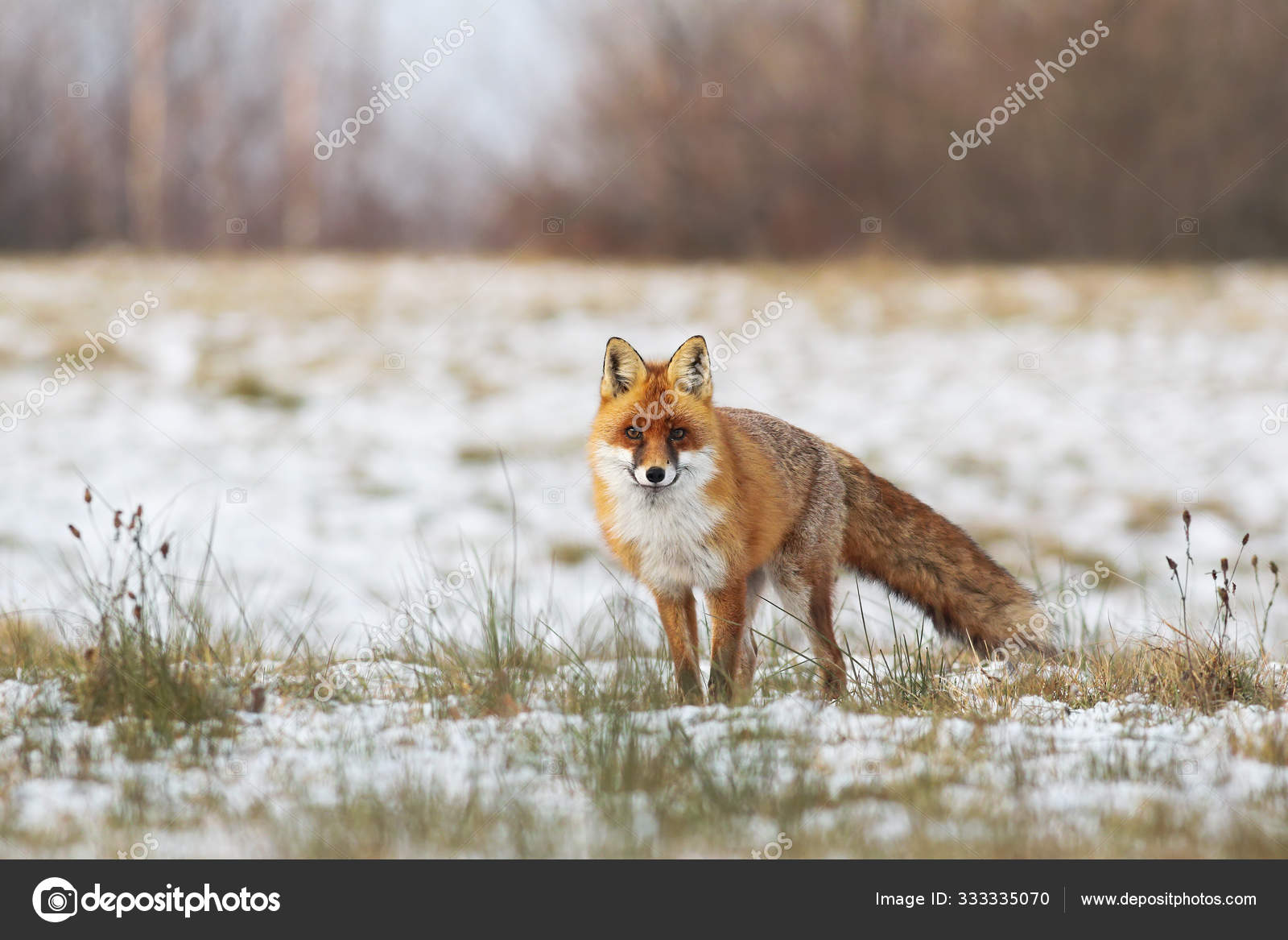 Á Volpe Per Bambini Immagini Di Stock Fotografie Volpe Scarica Su Depositphotos