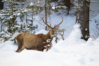 Male red deer with antlers in forest with snow in wintertime