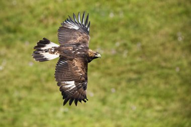 Golden eagle, aquila chrysaetos, flying over meadow with green grass in summer