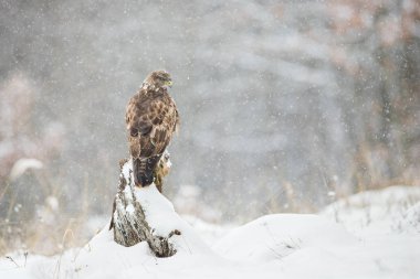 Common buzzard sitting on a tree stump with snow falling around in winter