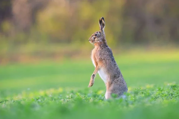 春天，棕色的野兔站在田边的后腿上，站在垂直的位置上 — 图库照片