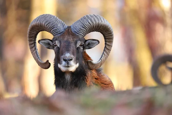 Horizontal portrait of mouflon ram in spring forest — Stok fotoğraf