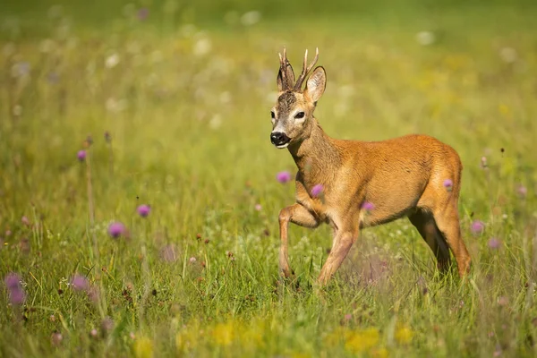 Rehbock nähert sich auf einem grünen Gras mit violetten Wildblumen — Stockfoto