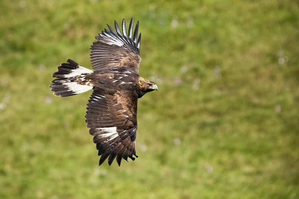 Golden eagle, aquila chrysaetos, flying over meadow with green grass in summer — Stock Photo, Image