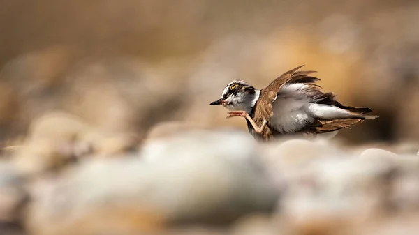 Piccolo plover ad anello che gratta un prurito con la gamba in estate — Foto Stock