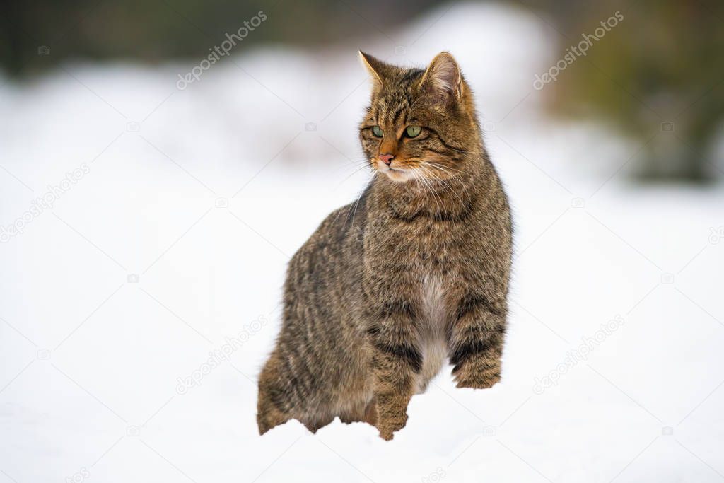 Dominant european wildcat, felis silvestris on snow in winter