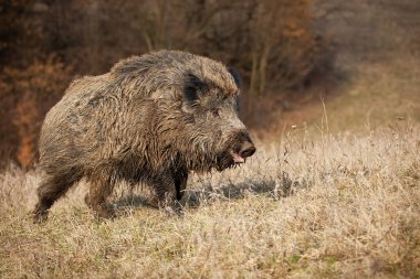 Kıllı yaban domuzu, sus scrofa, doğada çayırlarda geziniyor.