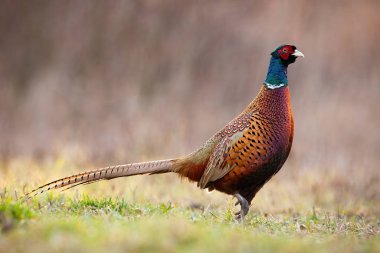 Side view of dominant common pheasant cock in spring time. clipart