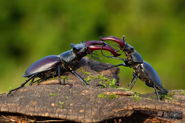 Majestic stag beetles standing against each other ready to fight — Stock Photo, Image