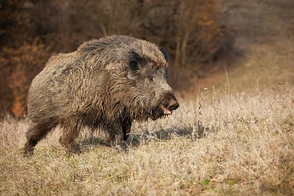 Cinghiale peloso, sus scrofa, che va sul prato in natura — Foto Stock