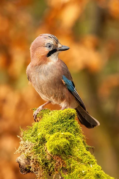 Vertical composition of Eurasian jay sitting on moss covered trunk in forest — 스톡 사진