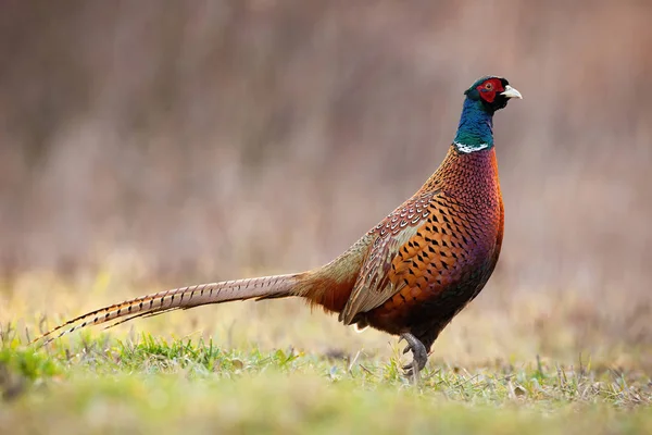 Zijaanzicht van dominante gemeenschappelijke fazant lul in het voorjaar tijd. — Stockfoto