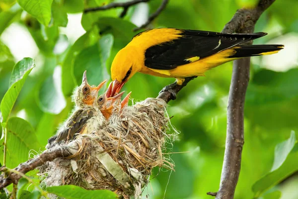 Oriole dourado amarelo alimentando seus filhotes no ninho no verão — Fotografia de Stock
