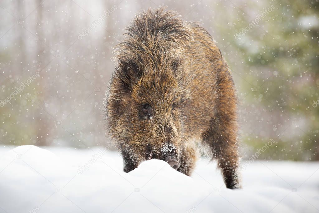 Young wild boar digging in snow with snout and looking for food in winter