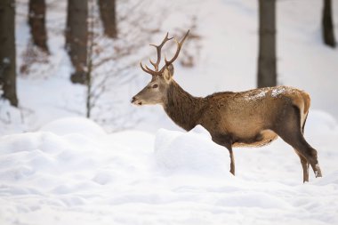 Adult male of red deer standing in the snowy forest