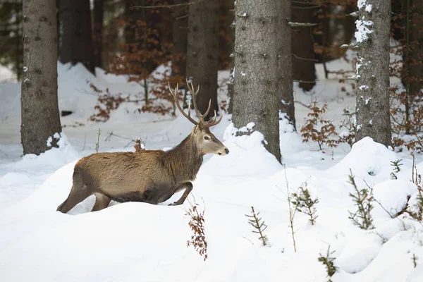 Masivo macho de ciervo rojo escapando del peligro hacia el bosque nevado y oscuro — Foto de Stock
