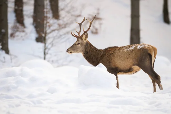 Erwachsenes Männchen von Rothirschen steht im verschneiten Wald — Stockfoto