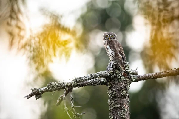 Beautiful small eurasian pygmy-owl perched on a stump in the forest — Stok fotoğraf