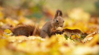 Watchful red squirrel feeding himself with a walnut in the middle of the autumn leaves clipart