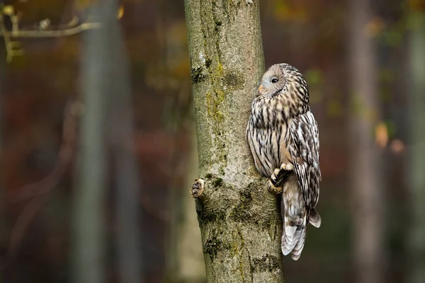 Ural owl resting on a tree and looking away in forest