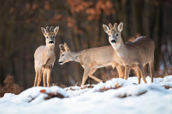Múltiples ciervos salvajes en paisajes invernales de vida silvestre de la naturaleza — Foto de Stock