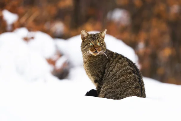 Aufmerksame, grünäugige europäische Katze beobachtet den schneebedeckten Wald — Stockfoto