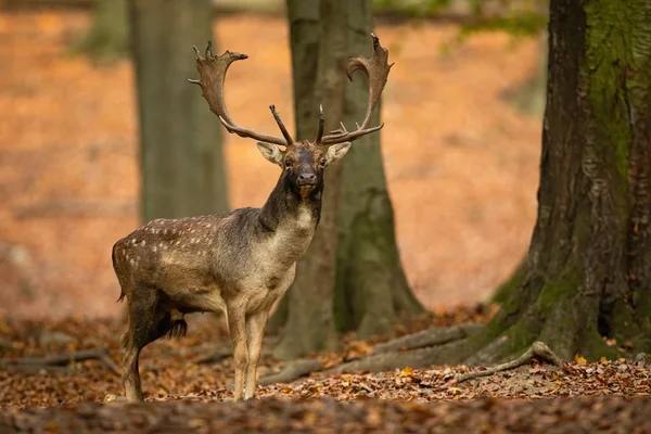 Fallow deer, dama dama, stag in forest with trees in autumn — 스톡 사진