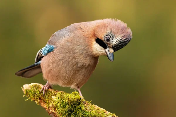 Attentive jay sitting on a perch a looking to camera — 스톡 사진