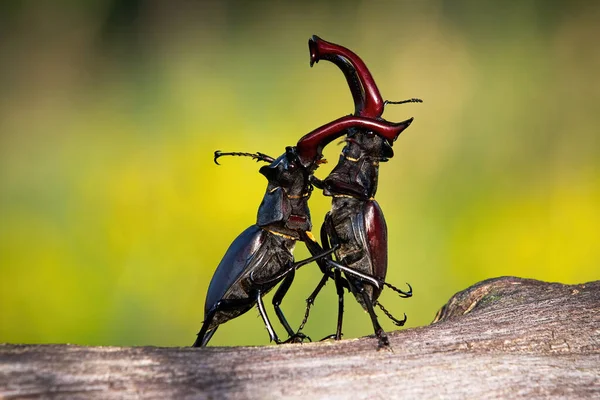Stag beetles standing in an upright position during a territorial combat — Stock Photo, Image