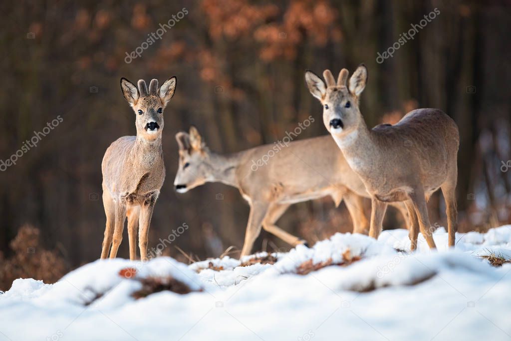Multiple wild deer bucks in wintry wildlife scenery from nature