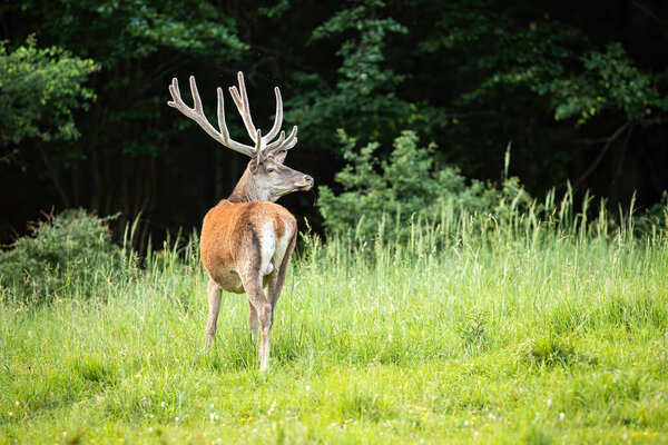 Red deer, cervus elaphus, stag with antlers in velvet looking back over shoulder on a meadow with green grass in summertime. Furry mammal on a glade in nature.