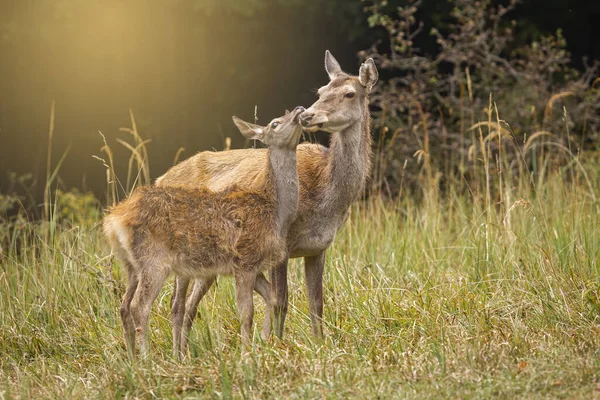Röd hjort bakifrån och fawn vidrör med huvuden i harmoni — Stockfoto
