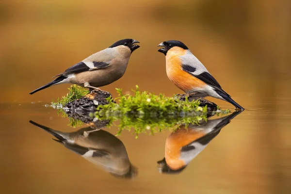 Paar männliche und weibliche Gimpel sitzen knapp über dem Wasserspiegel — Stockfoto