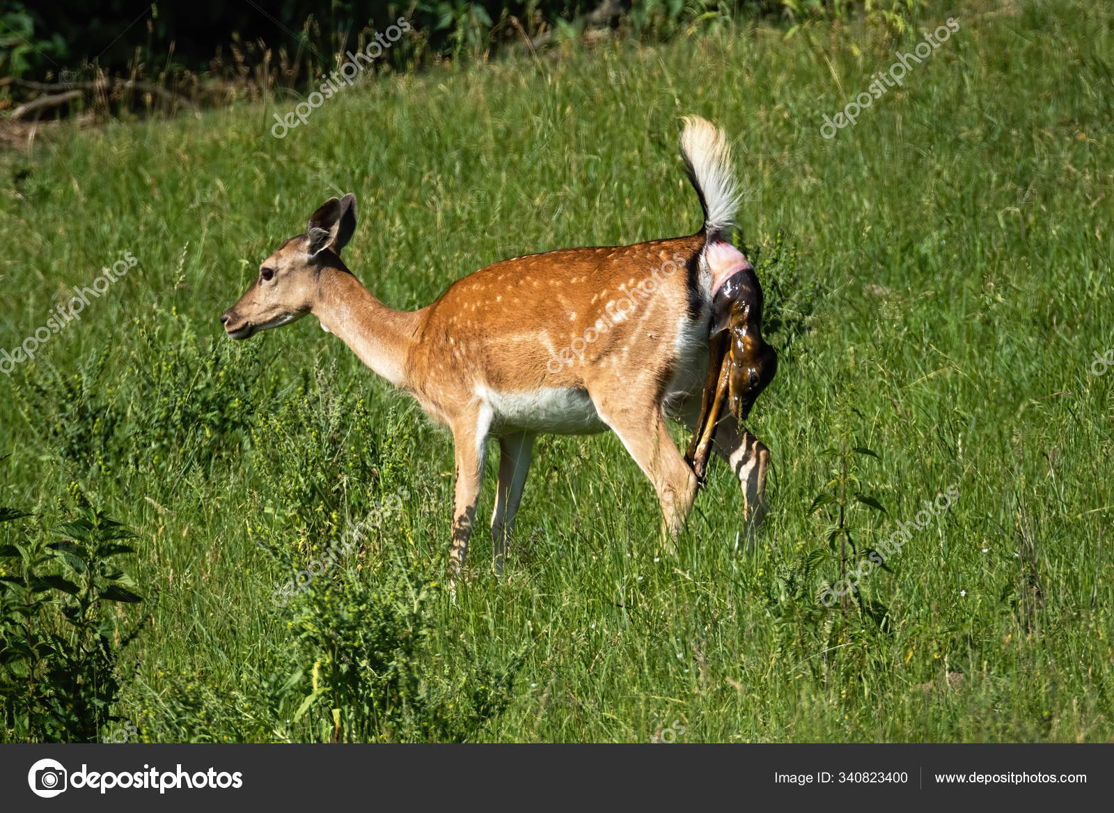 Biche En Jachere Donnant Naissance A Un Faon Avec La Queue En L Air Et Le Nouveau Ne Qui Sort Image Libre De Droit Par Jakubmrocek C Biche En Jachere Donnant Naissance A Un Faon Avec La Queue En L Air Et Le Nouveau Ne Qui Sort Image Libre De Droit Par Jakubmrocek C