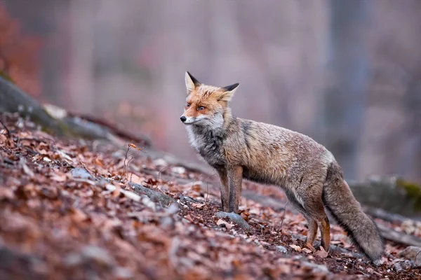 Beautiful red fox with fluffy coat looking sadly in the autumnal forest — 스톡 사진