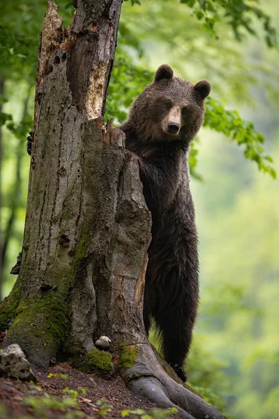 Uważny niedźwiedź brunatny wspinający się na stare drzewo szukając pożywienia — Zdjęcie stockowe