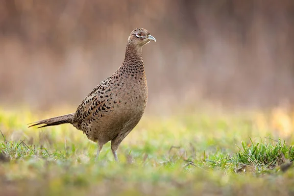 Female pheasant hen standing on a meadow in the morning with copy space — Stock Photo, Image
